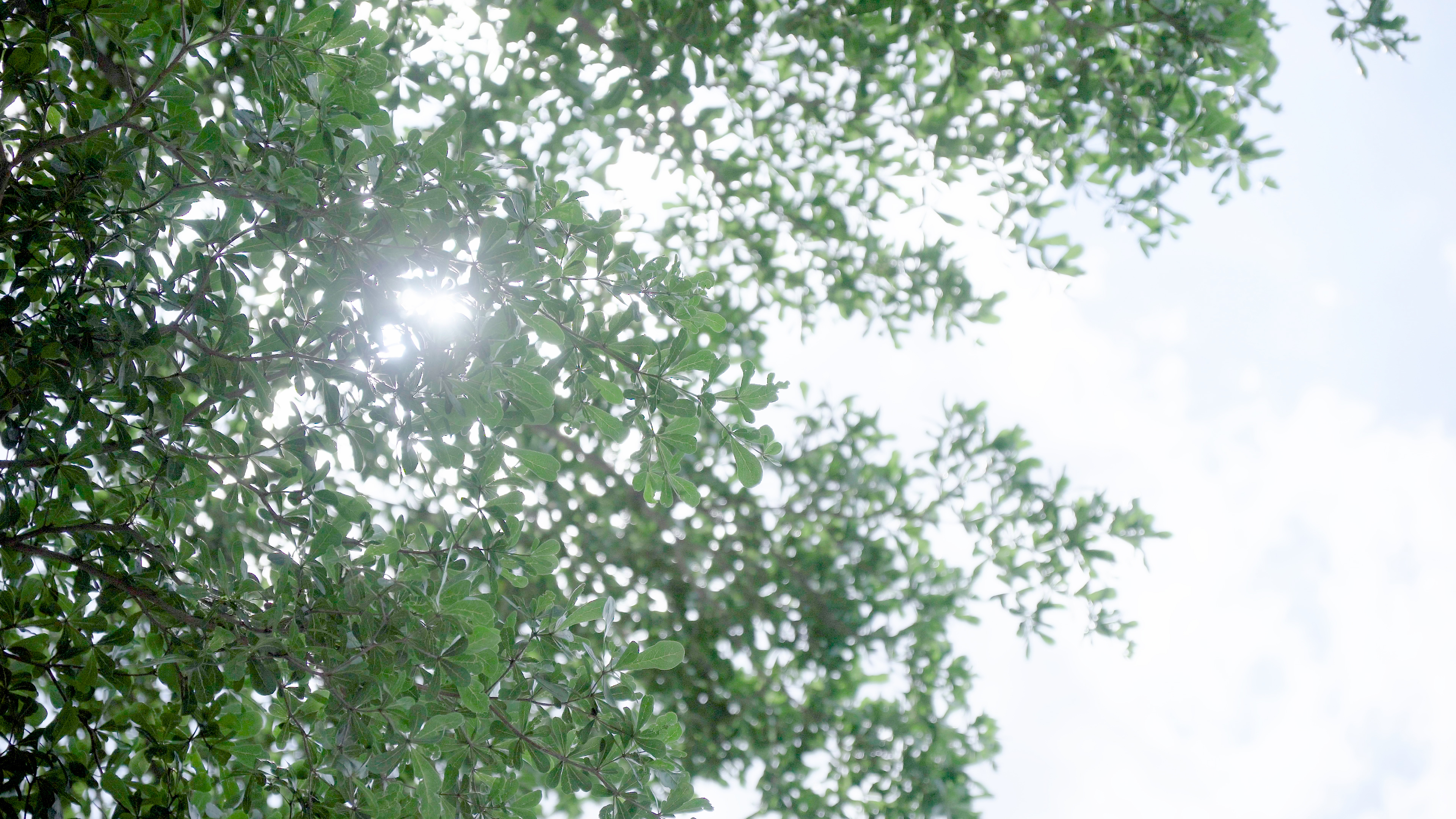 4k夏天夏日阳光穿透树叶意境风景空镜素材视频的预览图