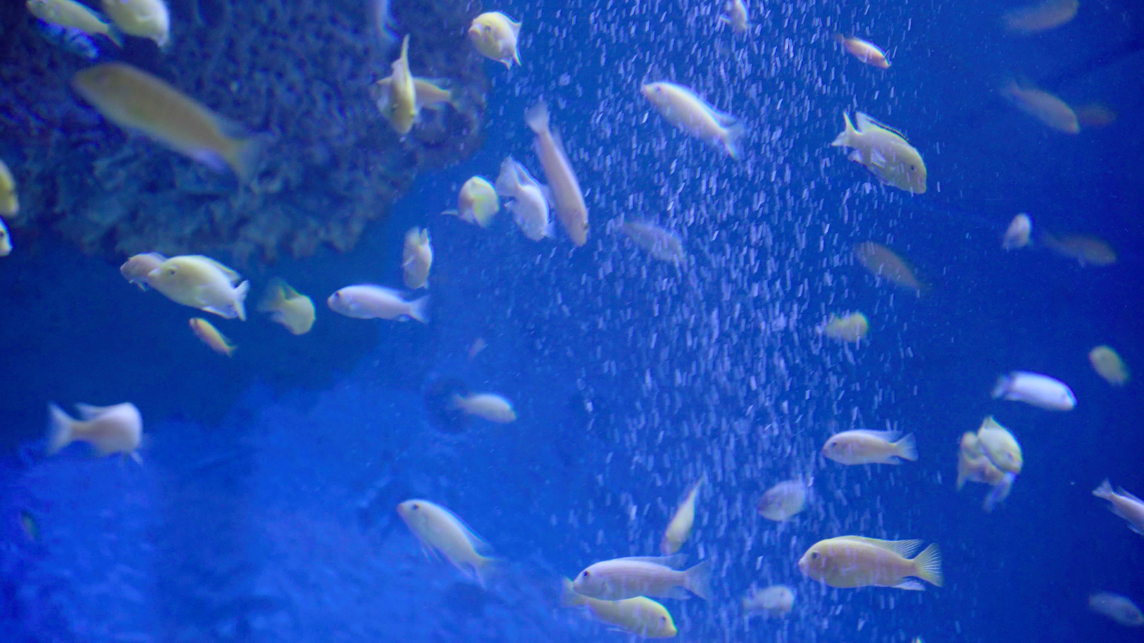 4k海洋馆里的各种小鱼儿视频的预览图