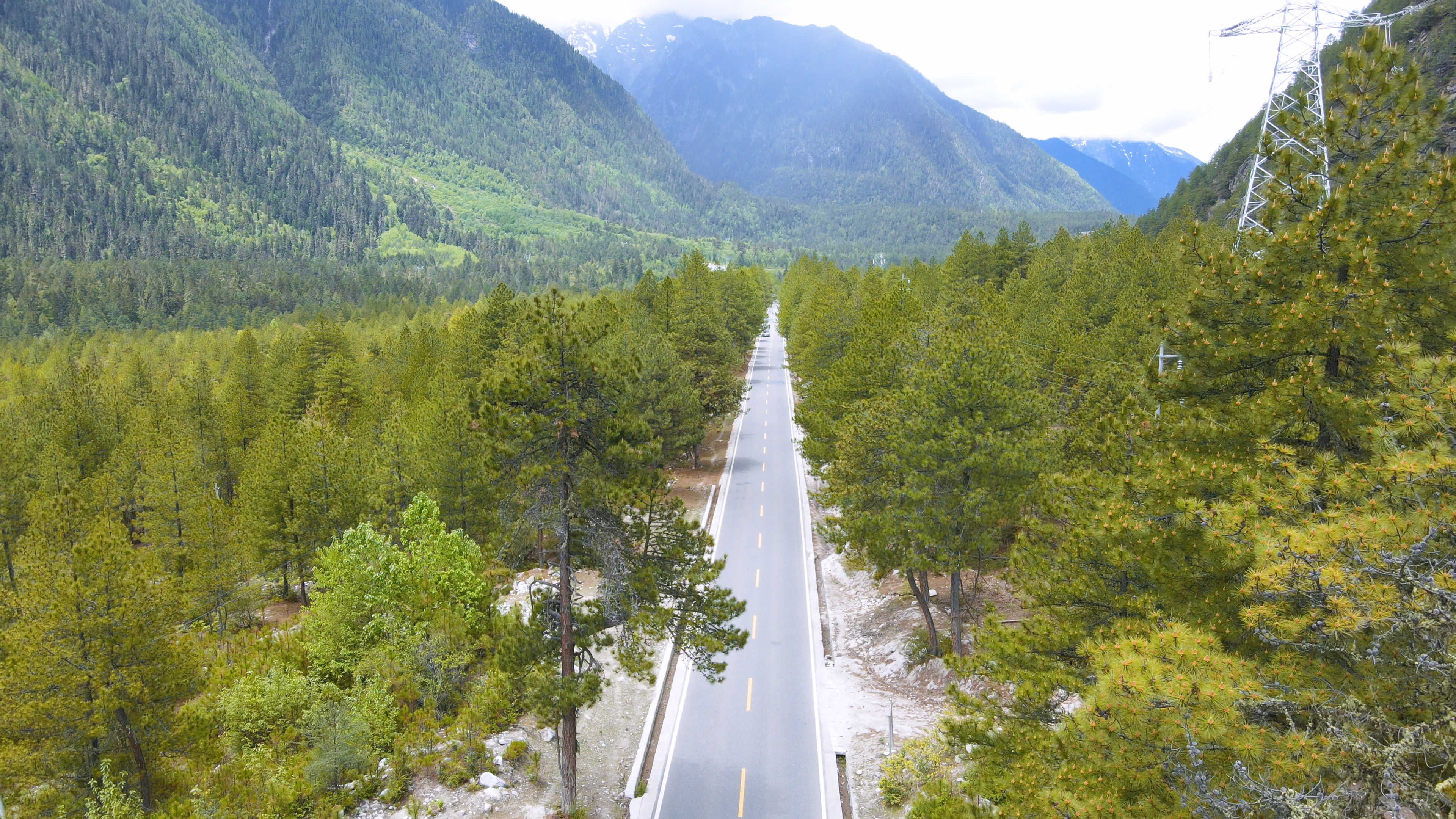 4K航拍黄松树森林最美川藏公路视频的预览图