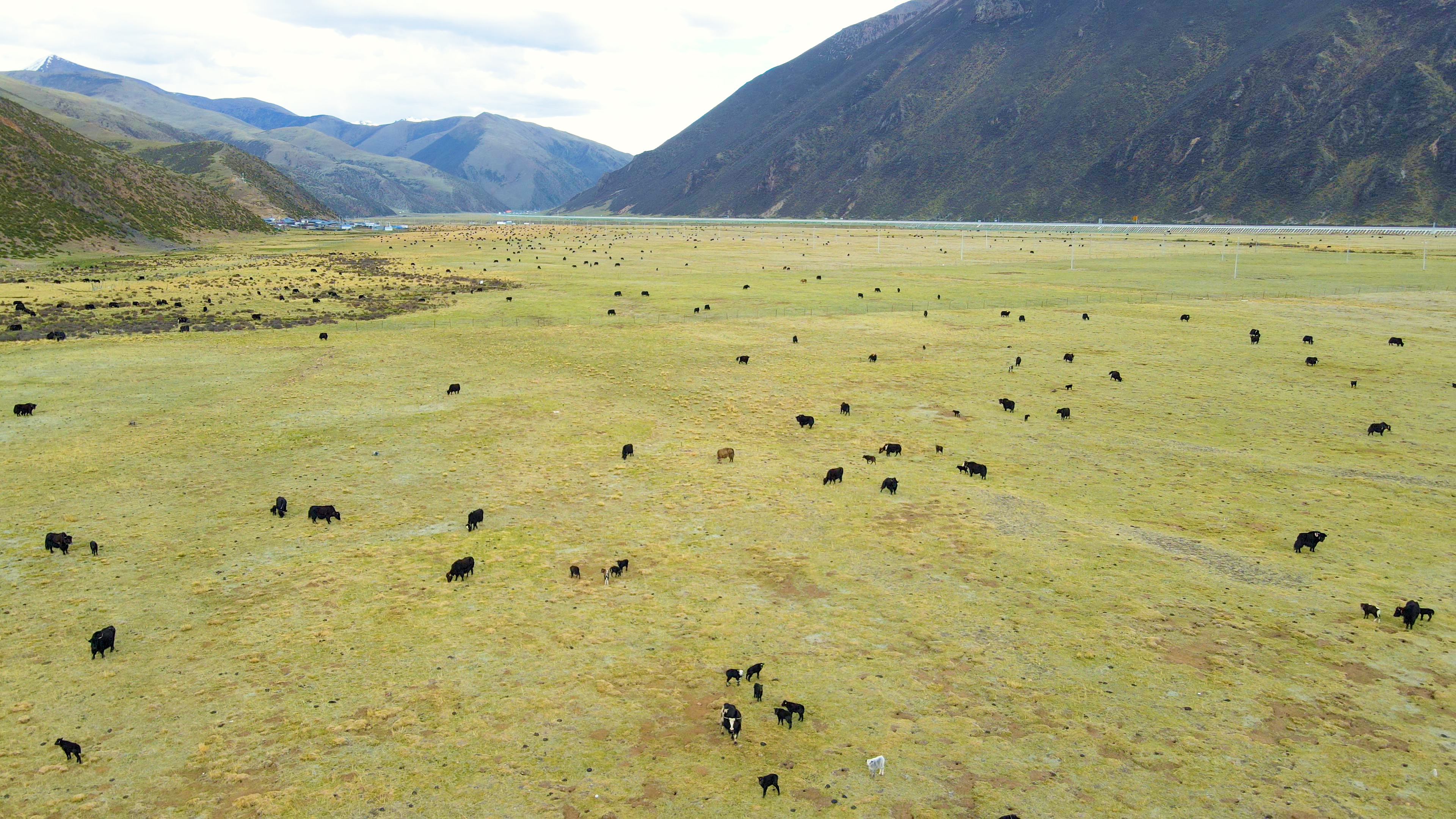 4K航拍宏伟中国青藏高原草原风景牦牛群视频的预览图