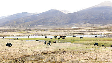 4K实拍青藏高原天气变化牦牛群吃草视频的预览图