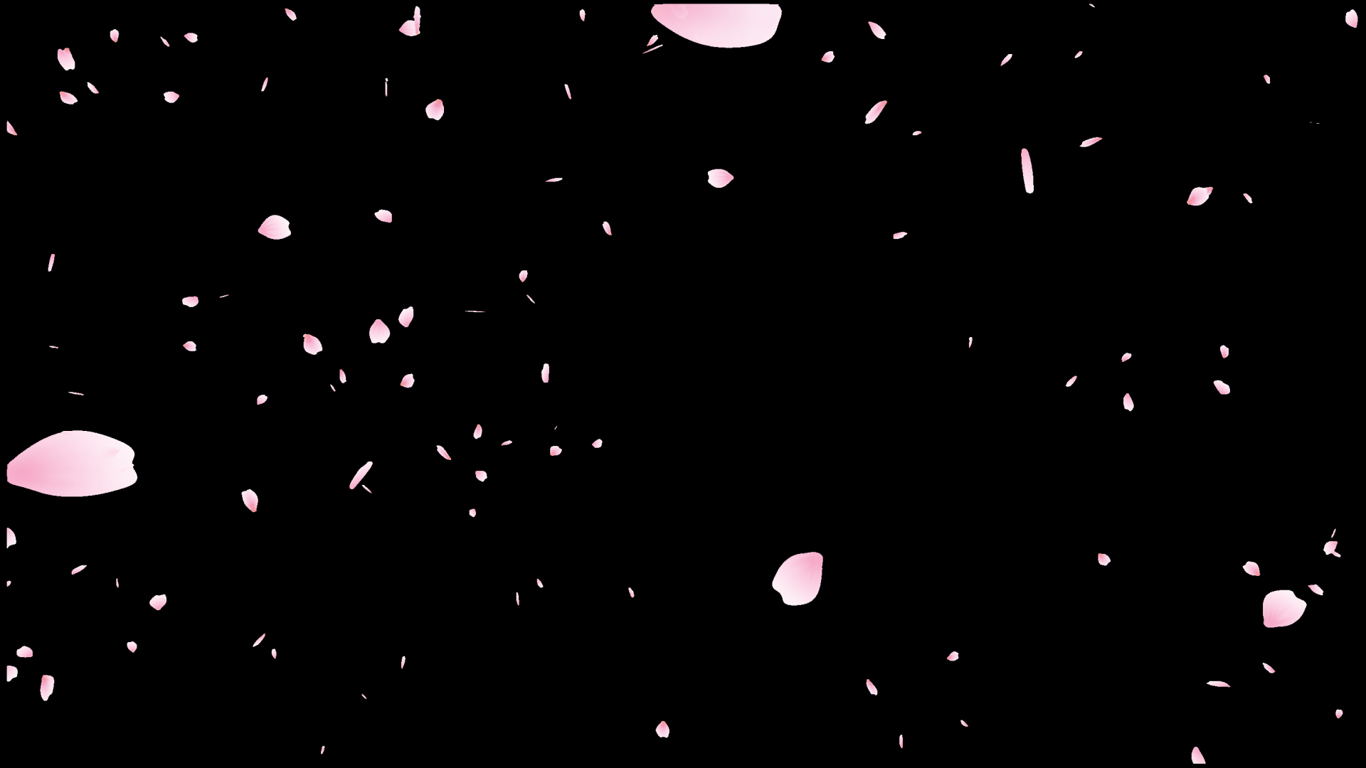 春天樱花被风横向吹花瓣带通道MOV视频动态素材视频的预览图