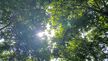 4K实拍夏天阳光穿过树叶风景空镜视频的预览图