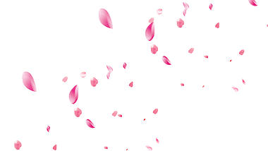 春天花瓣装饰漂浮元素浪漫视频动态素材带通道mov视频的预览图