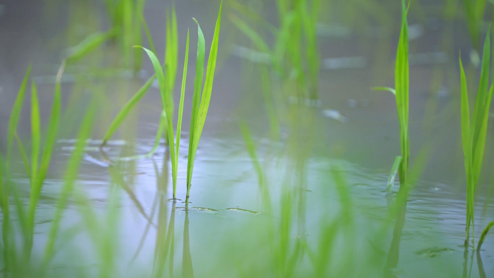 4K拍摄稻田里秧苗禾苗稻谷视频的预览图