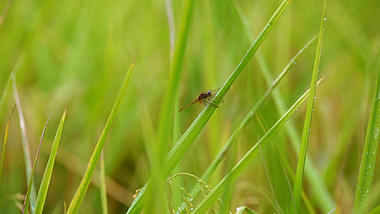 4K拍摄稻谷上黄蜻蜓红蜻蜓视频的预览图