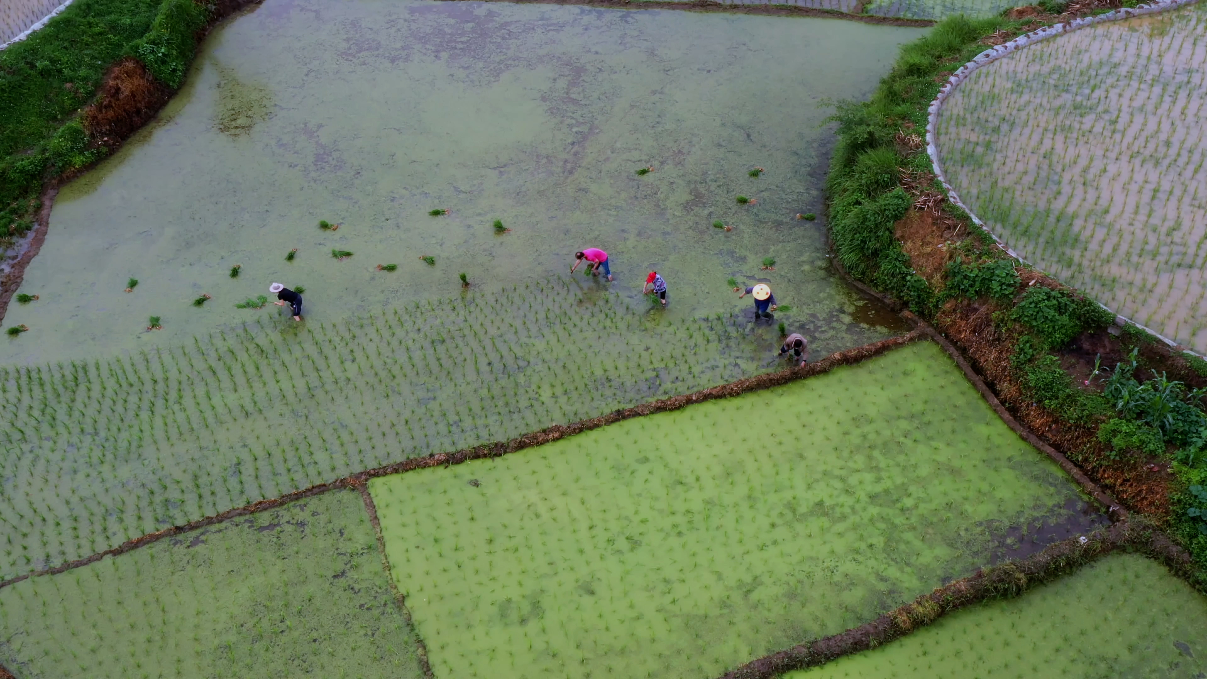 4K农民在稻田里插秧苗种稻谷芒种视频的预览图