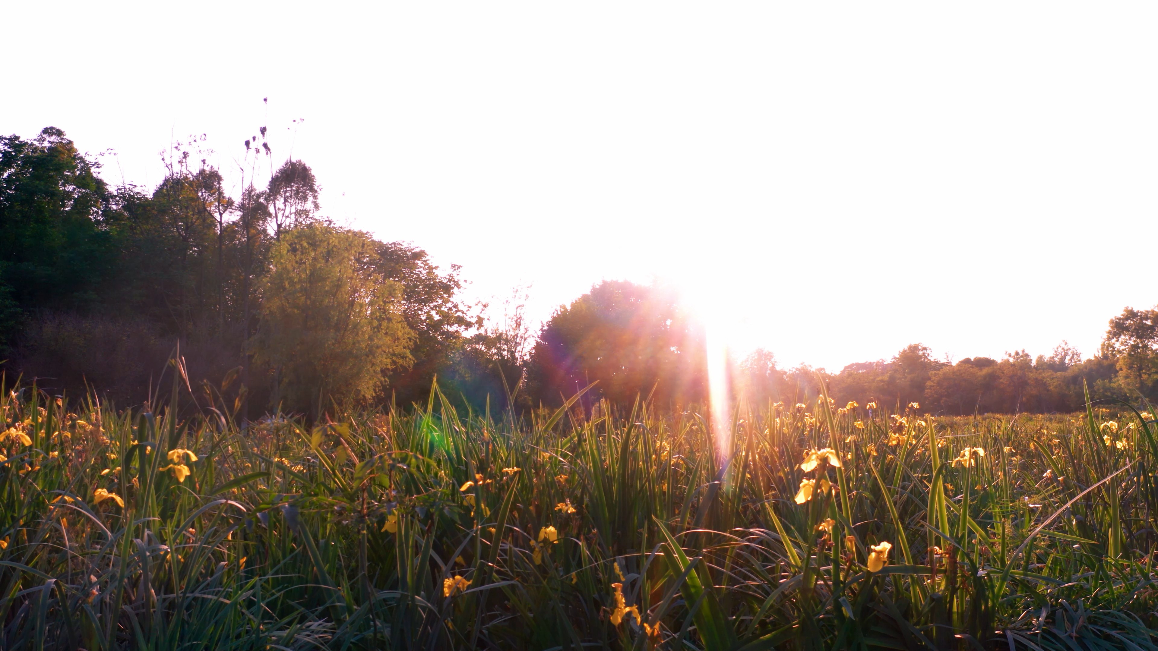 4K实拍夕阳唯美花朵视频素材视频的预览图