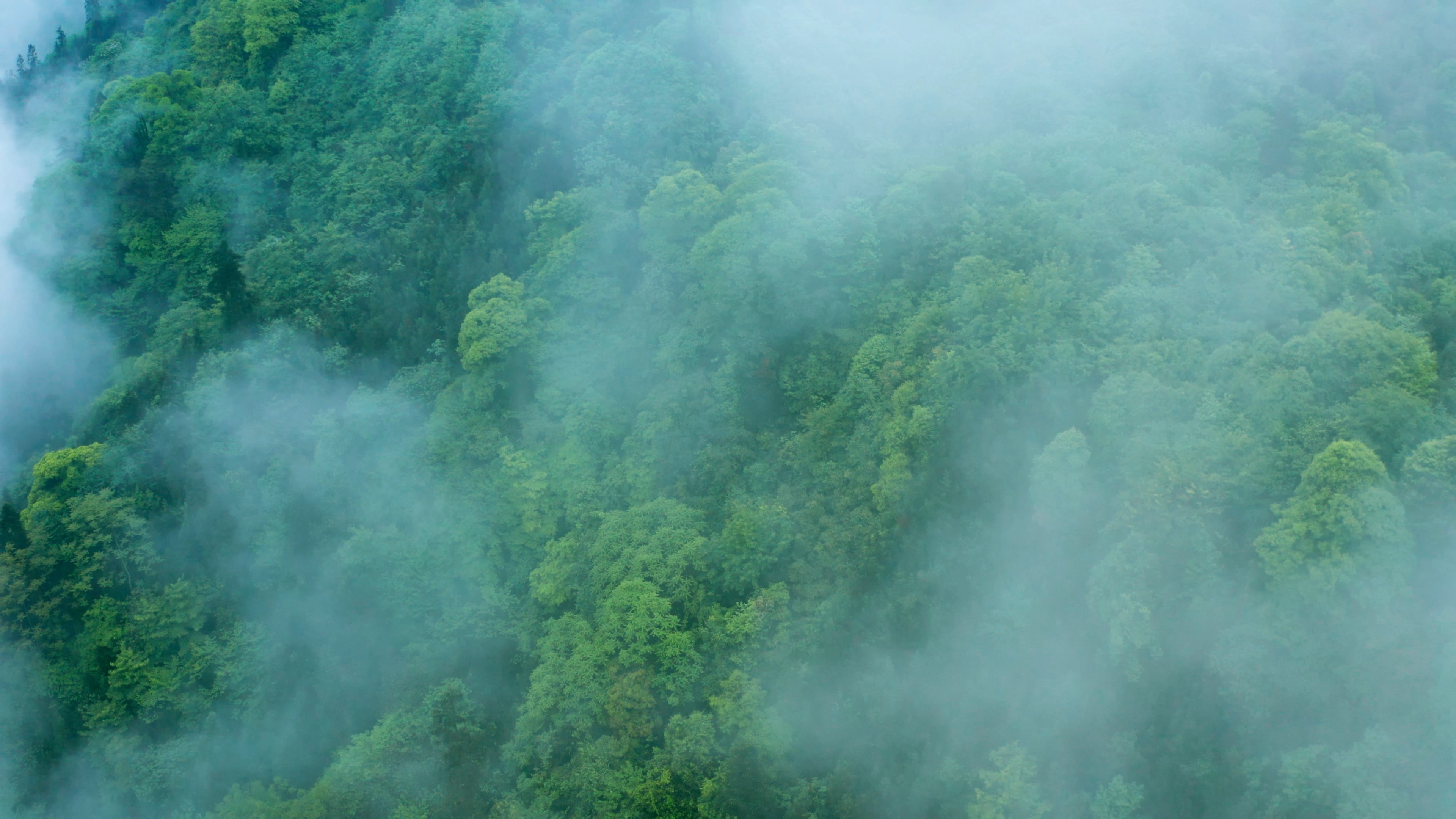 4K实拍唯美森林云雾缭绕迷雾森林自然风景视频的预览图
