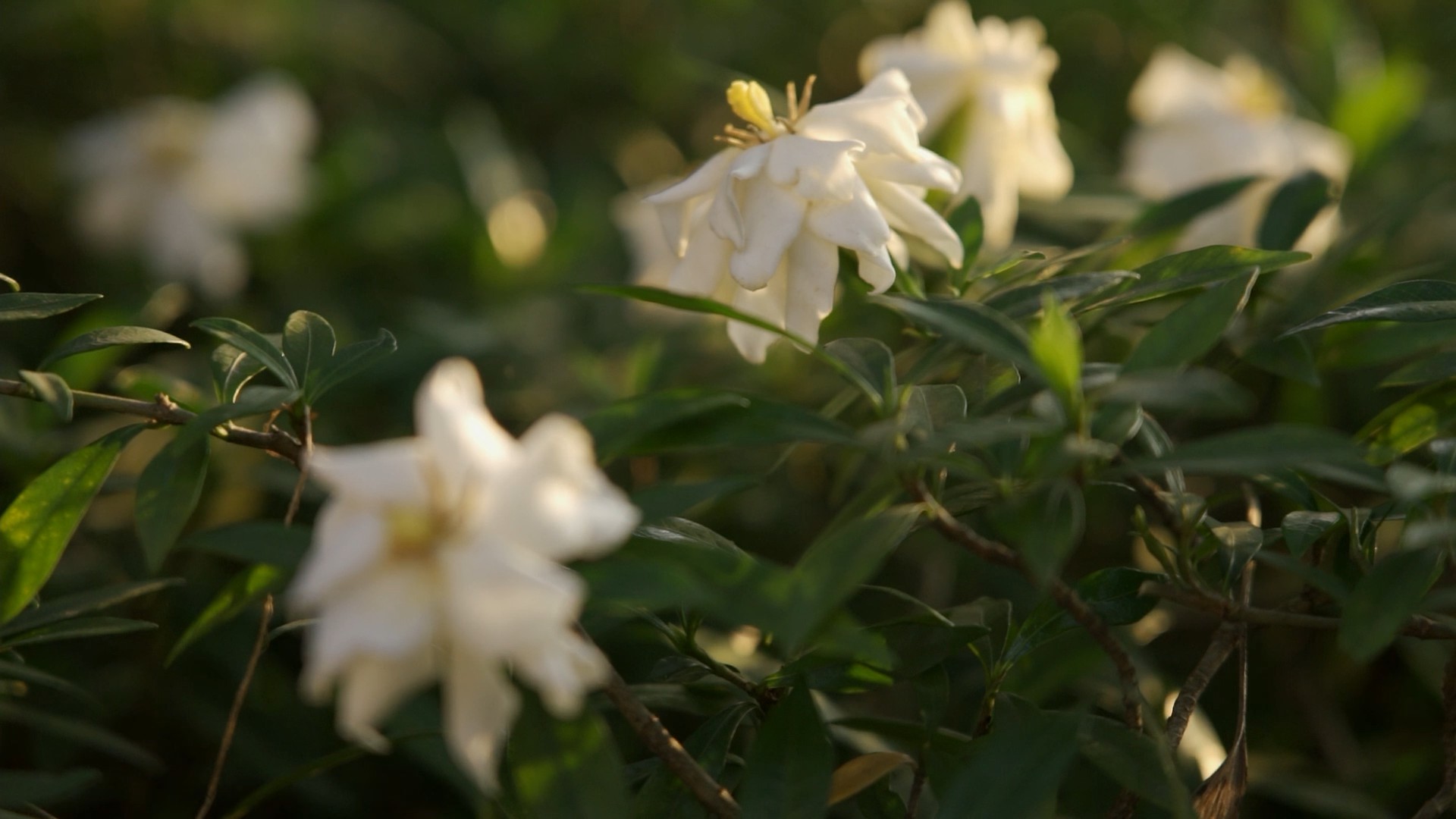 1080p夕阳下唯美栀子花花朵植物空镜视频的预览图