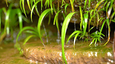 4K实拍溪流植物水滴高清升格视频的预览图