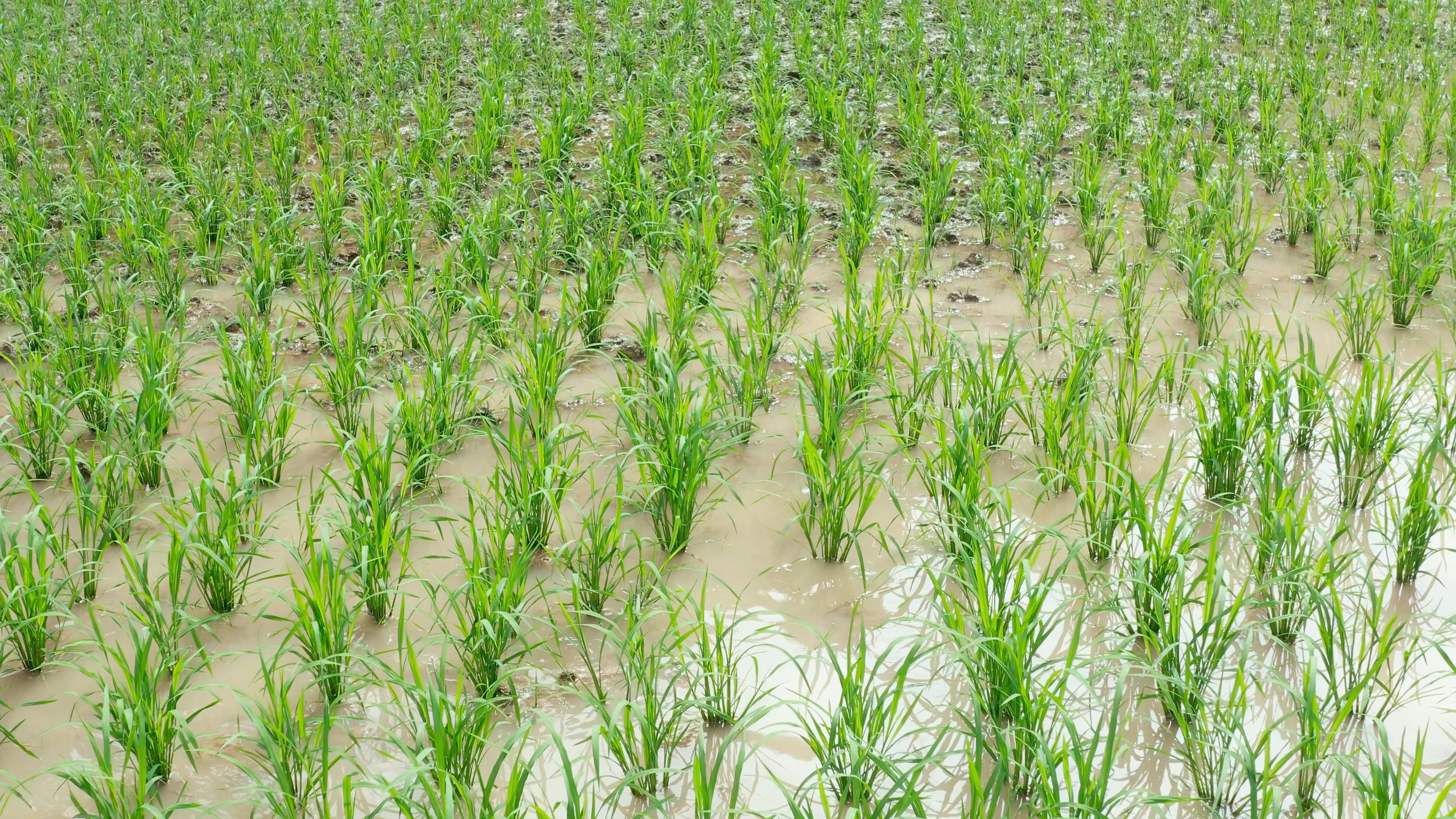 4k航拍稻田农田水稻种植农业经济发展视频的预览图