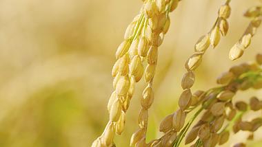 4K金色小麦水稻农作物成熟特写视频的预览图
