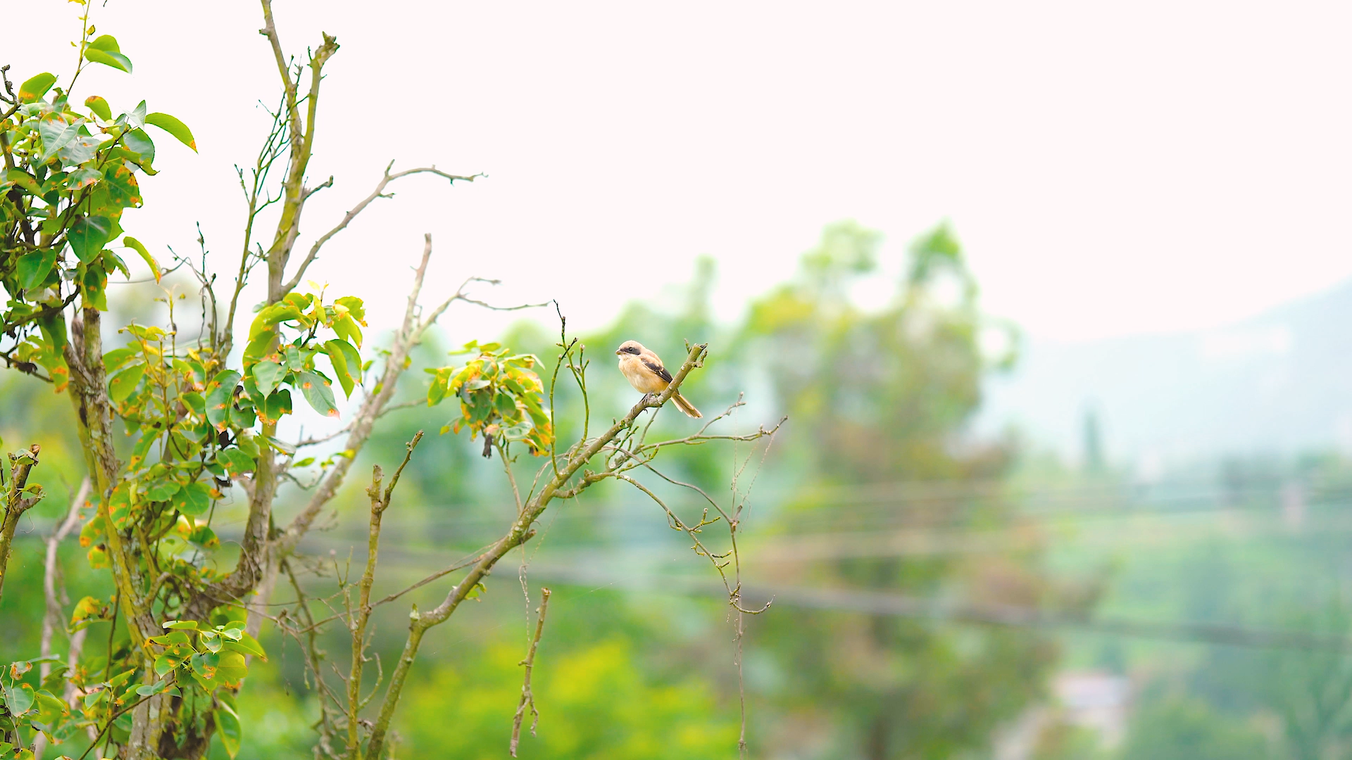 4k实拍夏日风光树上的鸟儿视频的预览图