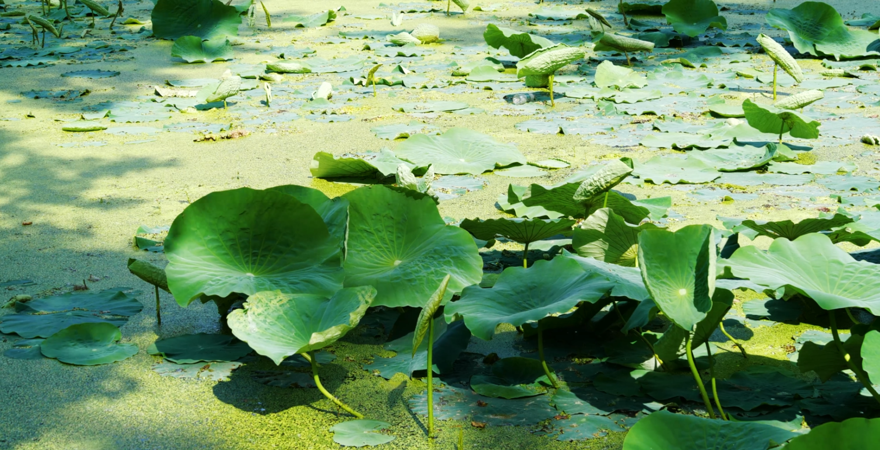 4K实拍荷叶水珠藕塘池塘夏日风景视频的预览图