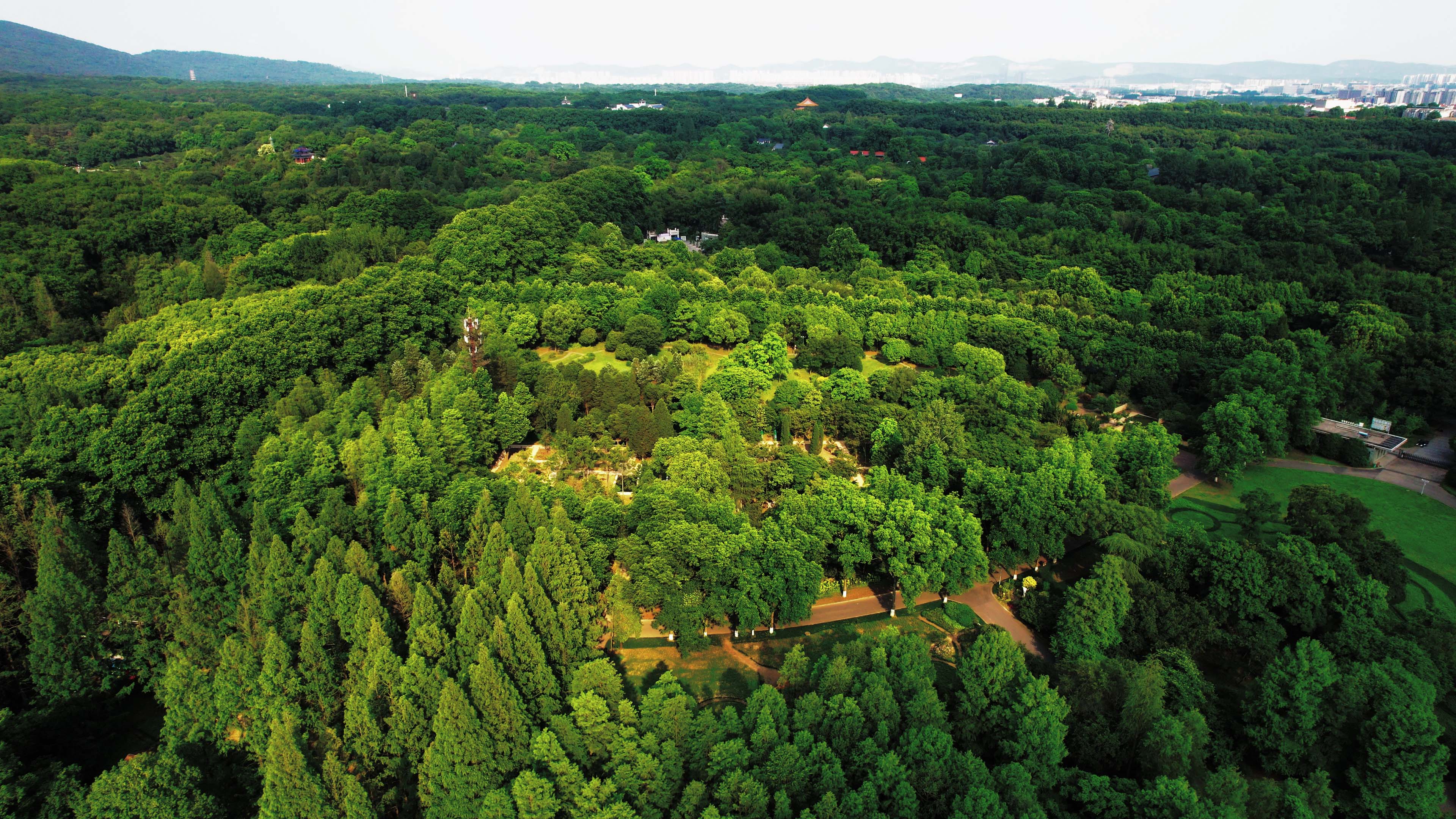 4K航拍一片绿色森林树木资源视频的预览图