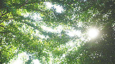 4K夏天阳光透过树叶的风景意境空镜视频的预览图