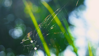 4K实拍夏日夏天意境阳光下的蜘蛛网五光十色视频的预览图