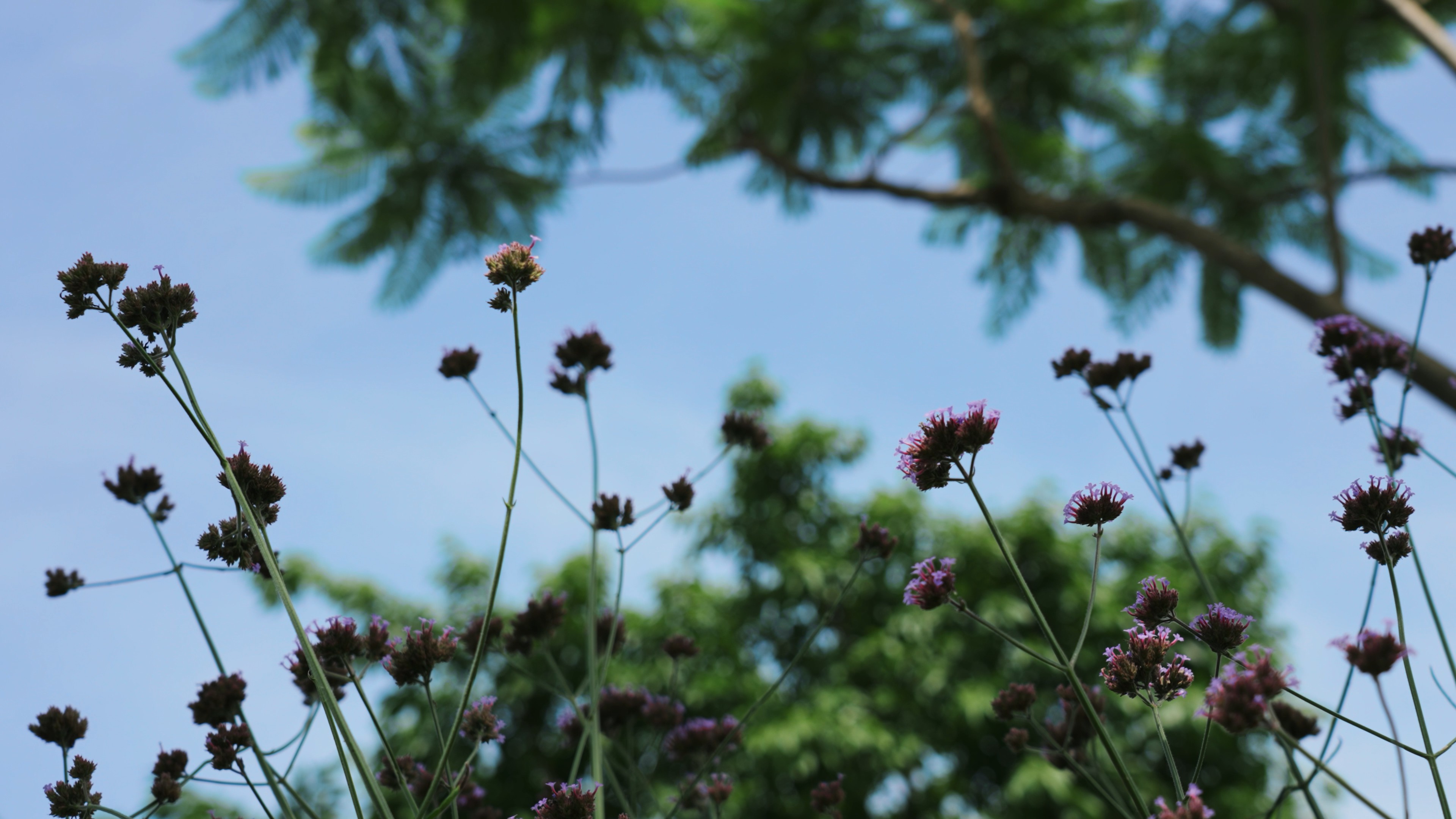 4k夏季夏天夏日唯美清新马鞭草紫色花卉夏季花朵空镜视频的预览图