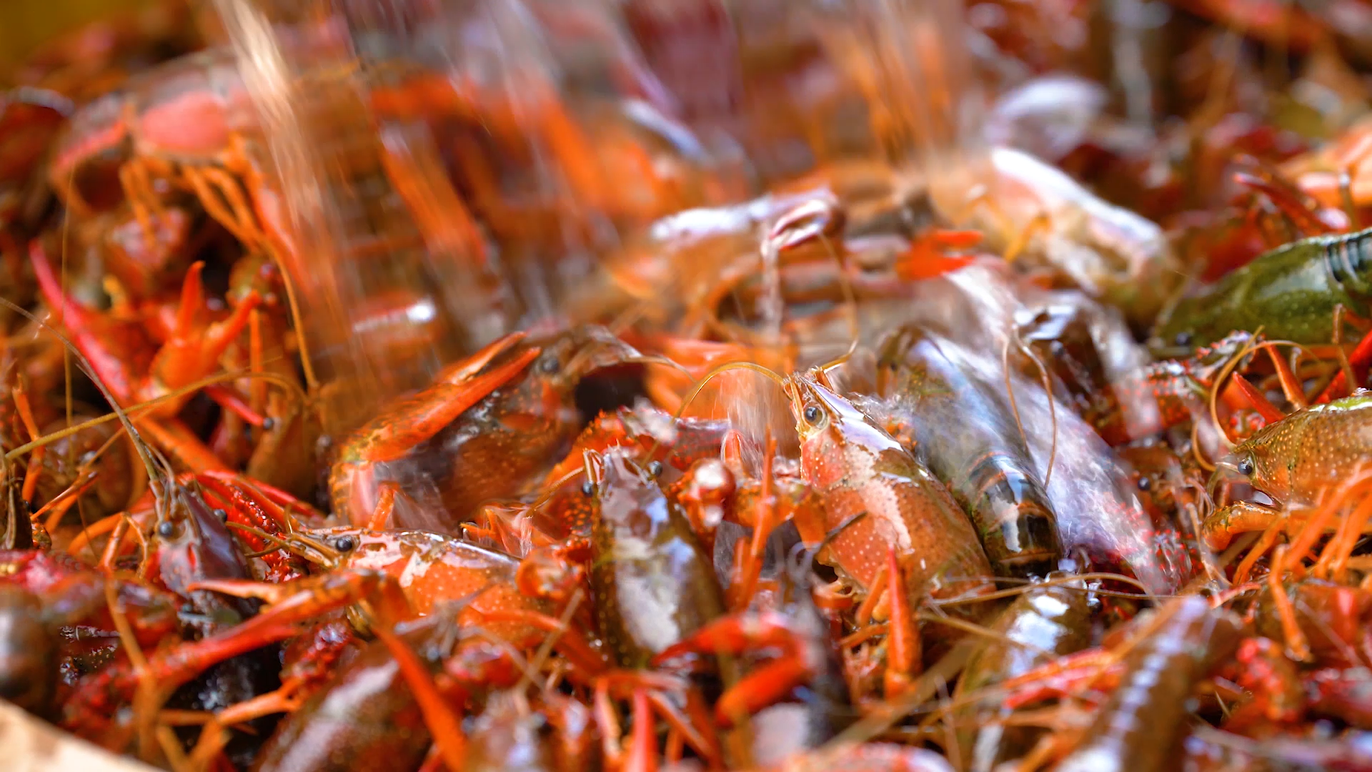 4K实拍活体肥美的夏季美食小龙虾视频的预览图
