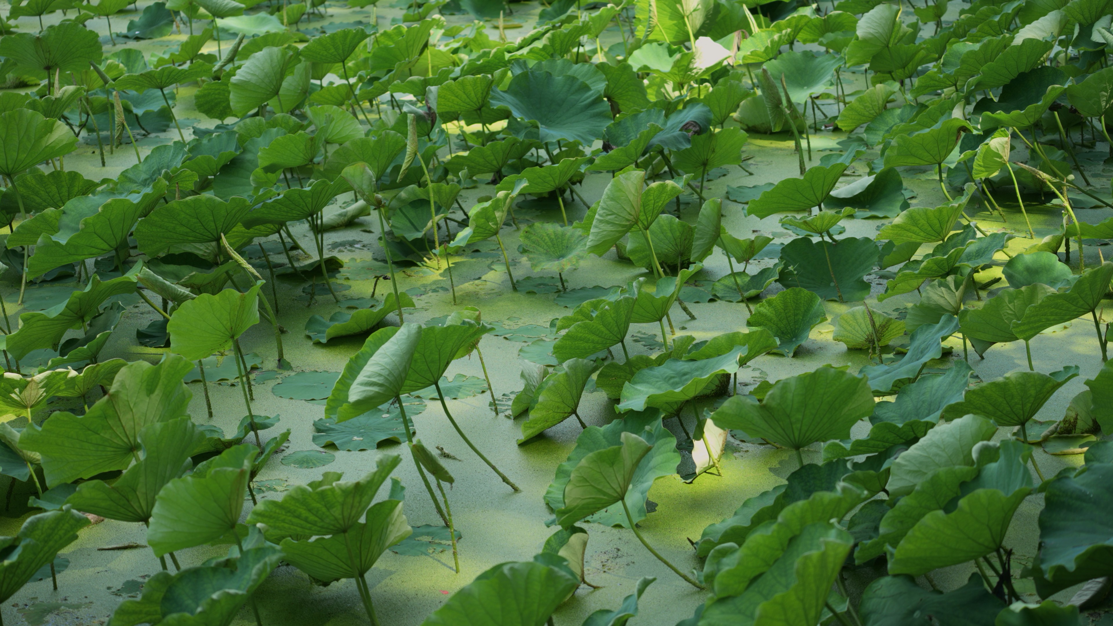 4k夏天荷塘荷叶绿色植物自然风景空镜实拍视频的预览图