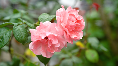 4K实拍雨后盛开的粉色玫瑰花自然风景意境视频的预览图