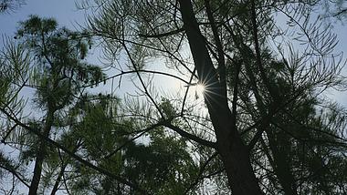 4k夏天太阳穿过树木树梢唯美自然阳光意境空镜视频的预览图