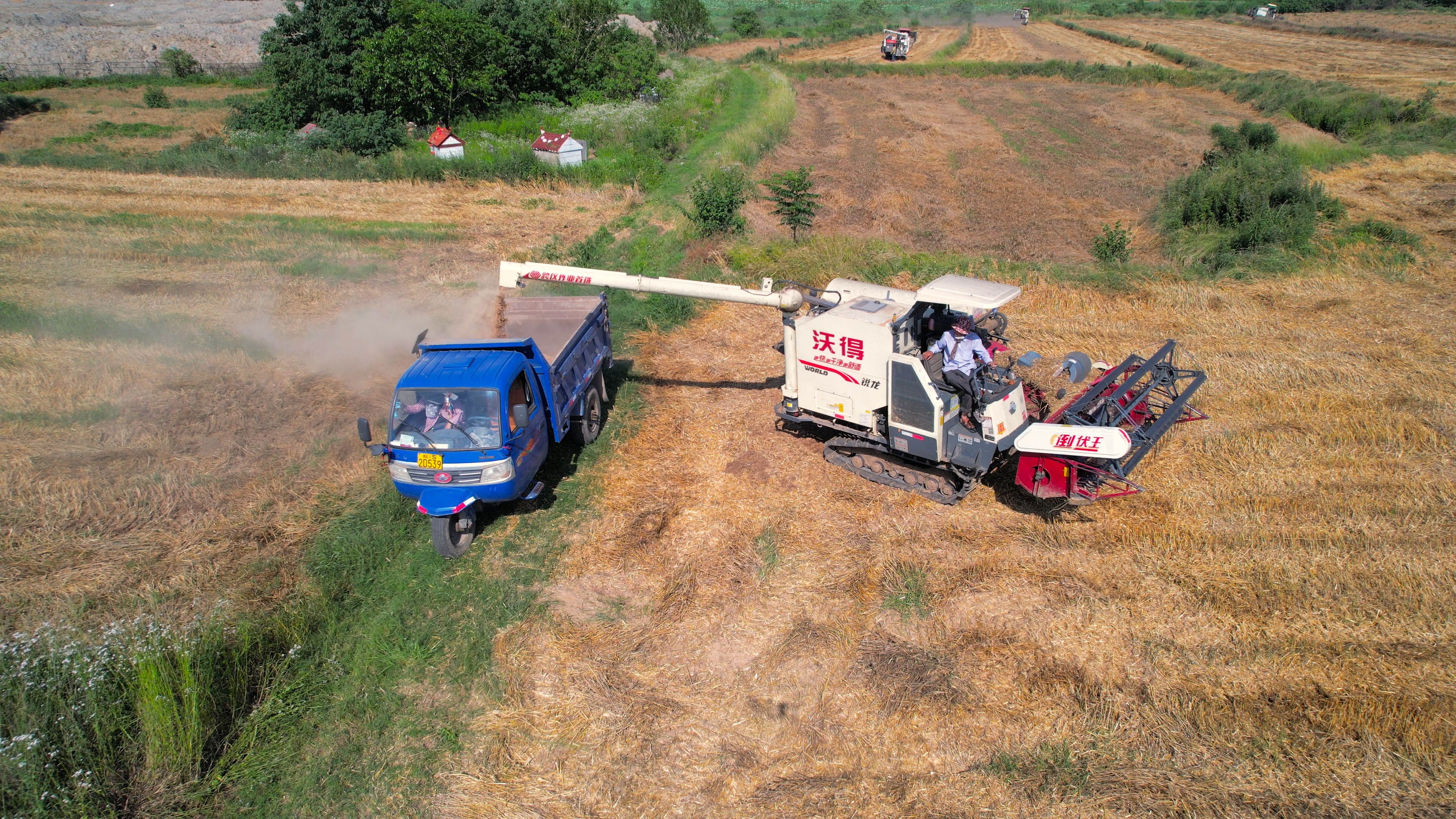 4K航拍收割机传送麦子丰收季节视频的预览图