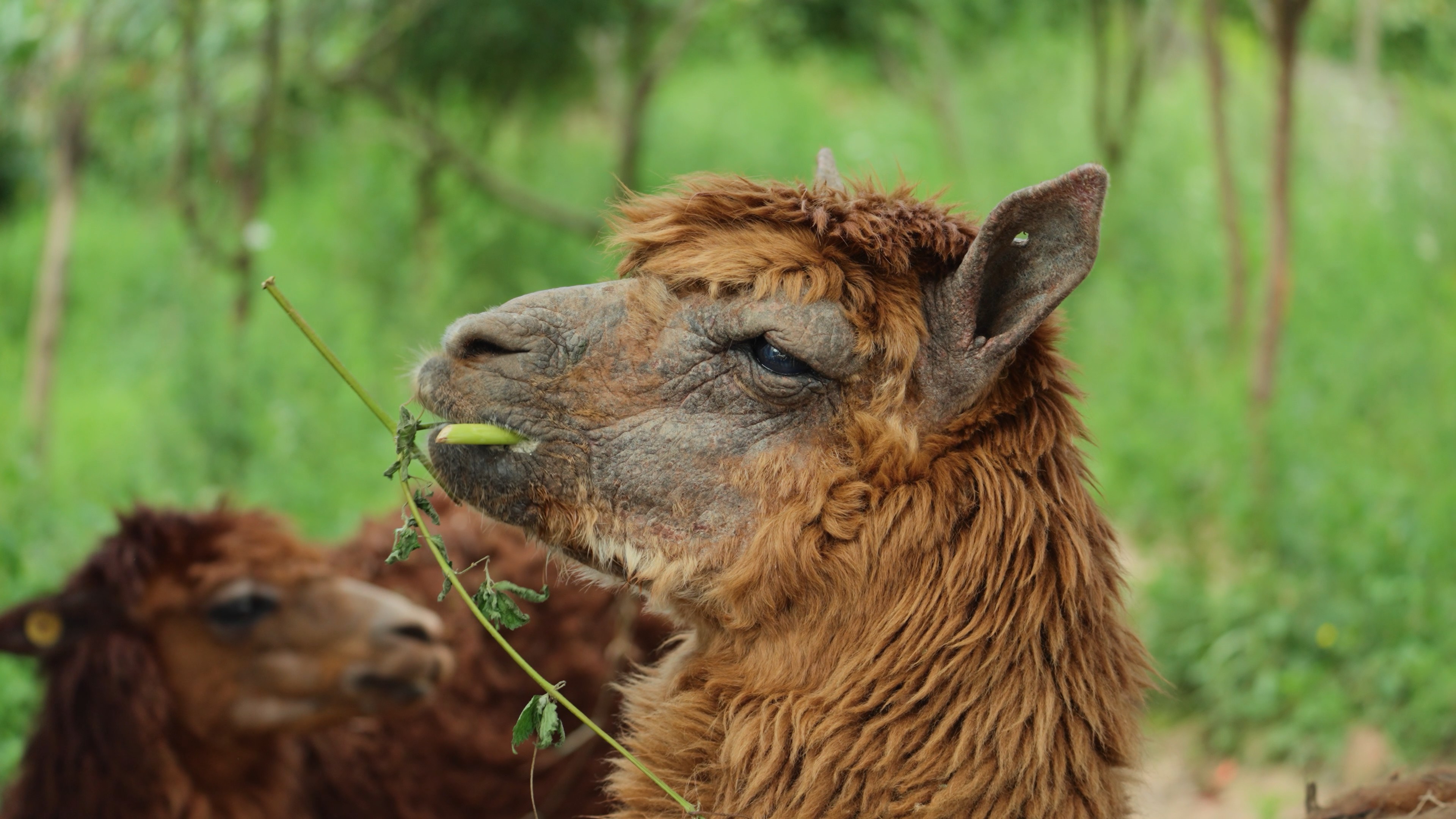 4k羊驼吃草咀嚼食物自然动物实拍视频的预览图
