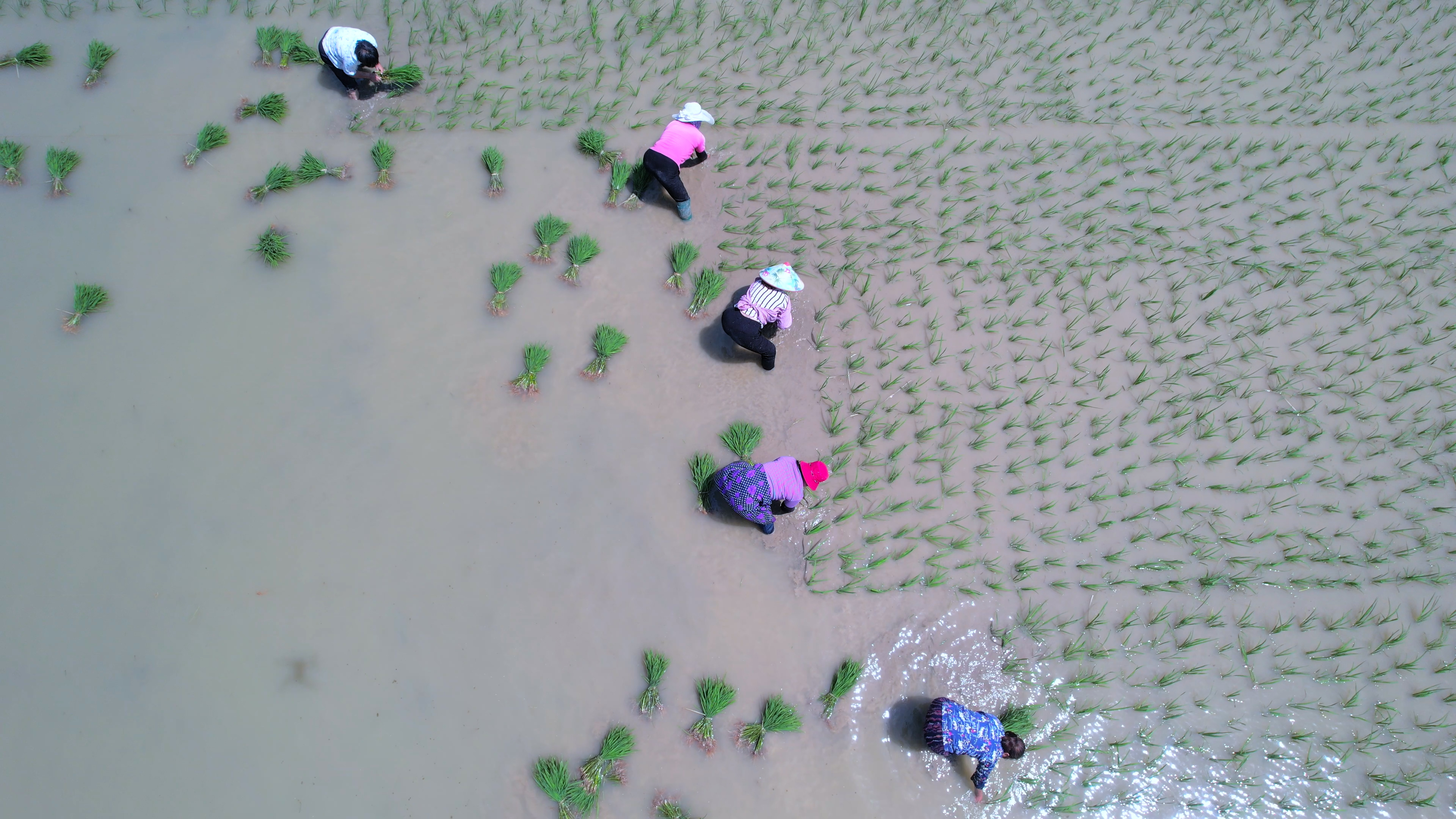 4K航拍炎热夏日夏天夏季农民在农田插秧种水稻播种视频的预览图