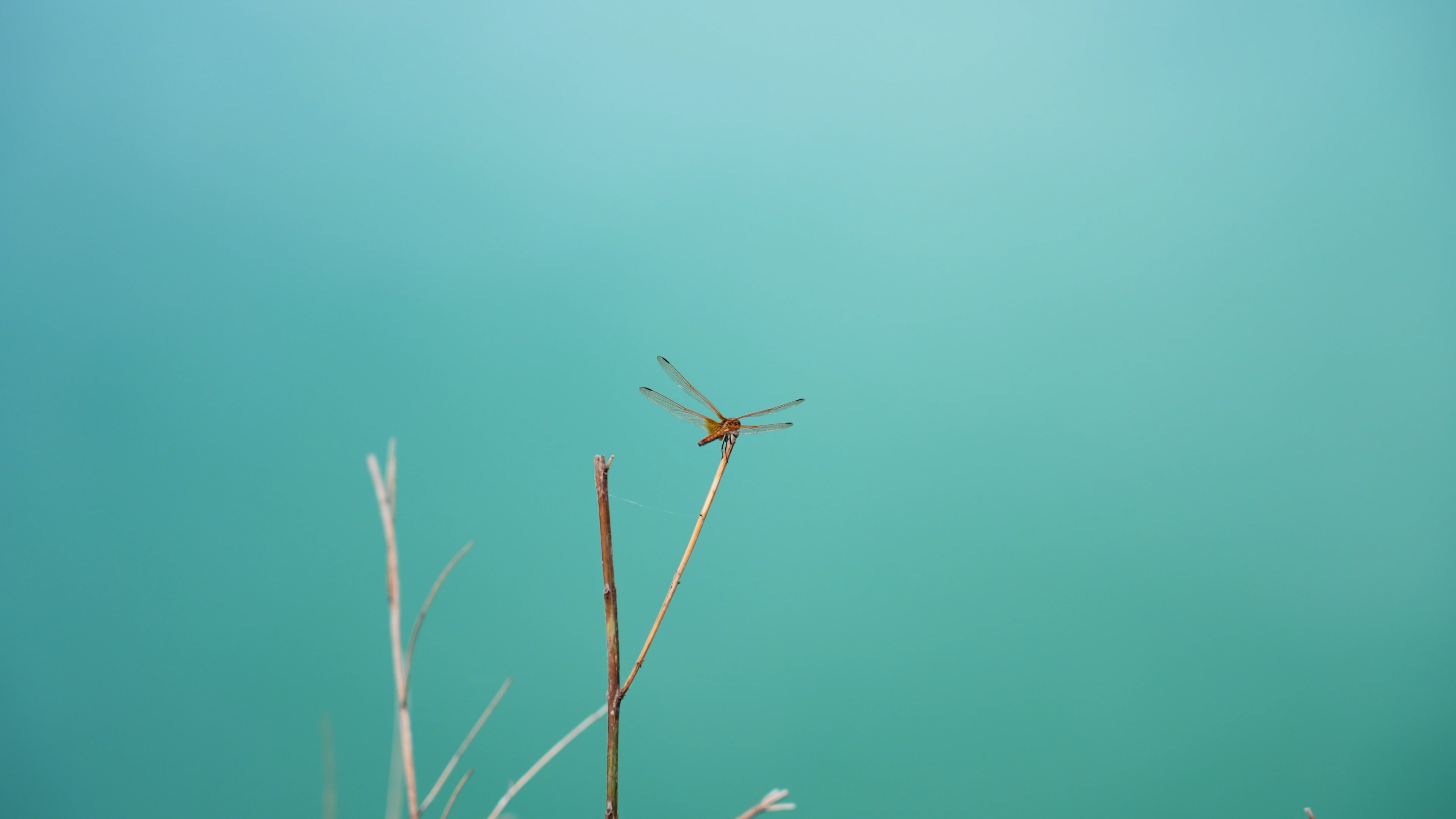 4k蜻蜓停留在湖边枯枝上自然昆虫实拍视频的预览图