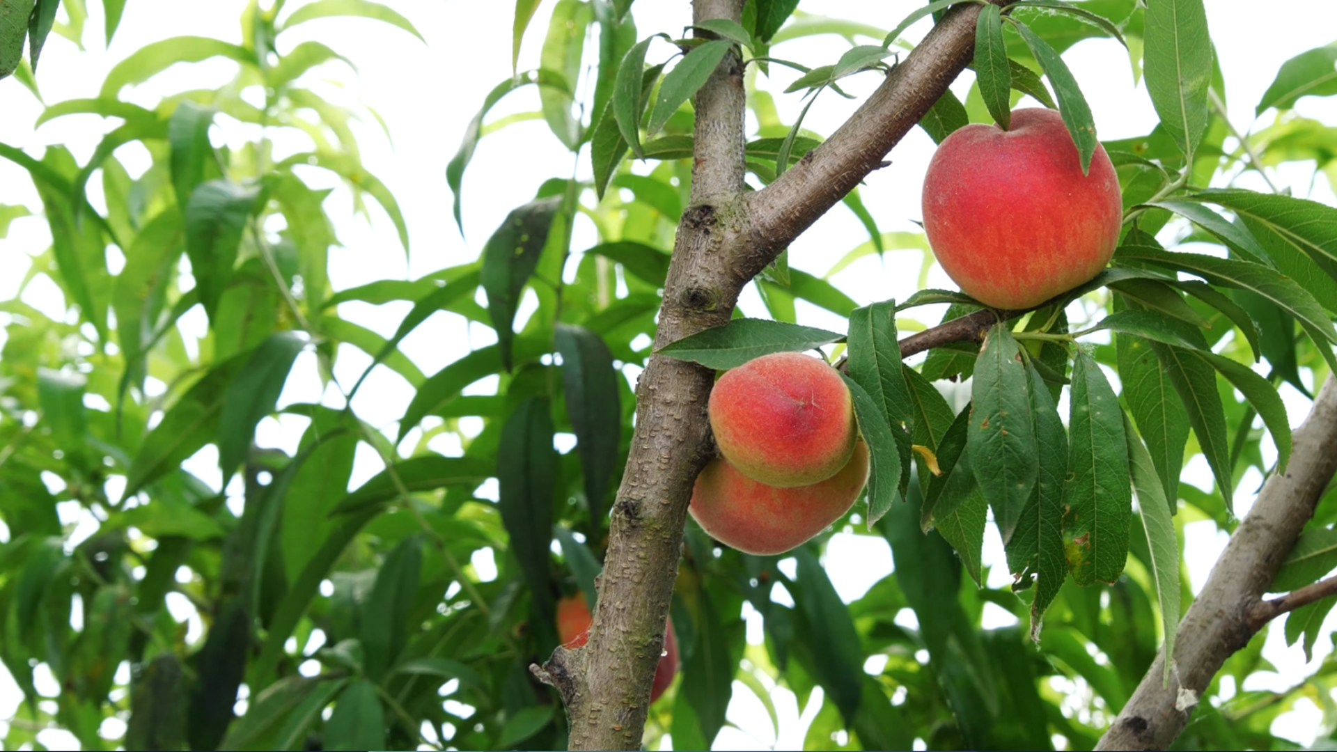 4K夏季水果水蜜桃大白桃桃林硕果累累桃树桃子视频的预览图