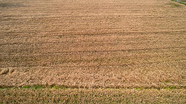 4K航拍麦田成熟的麦子麦穗特写视频的预览图