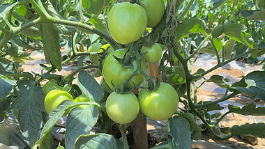 4K实拍农家绿色蔬菜西红柿美食番茄瓜果农村风景视频的预览图