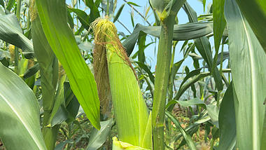 4K实拍农家绿色环保美食玉米地田园风景视频的预览图