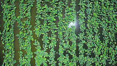 4K航拍夏天夏季夏日池塘荷叶荷塘视频的预览图