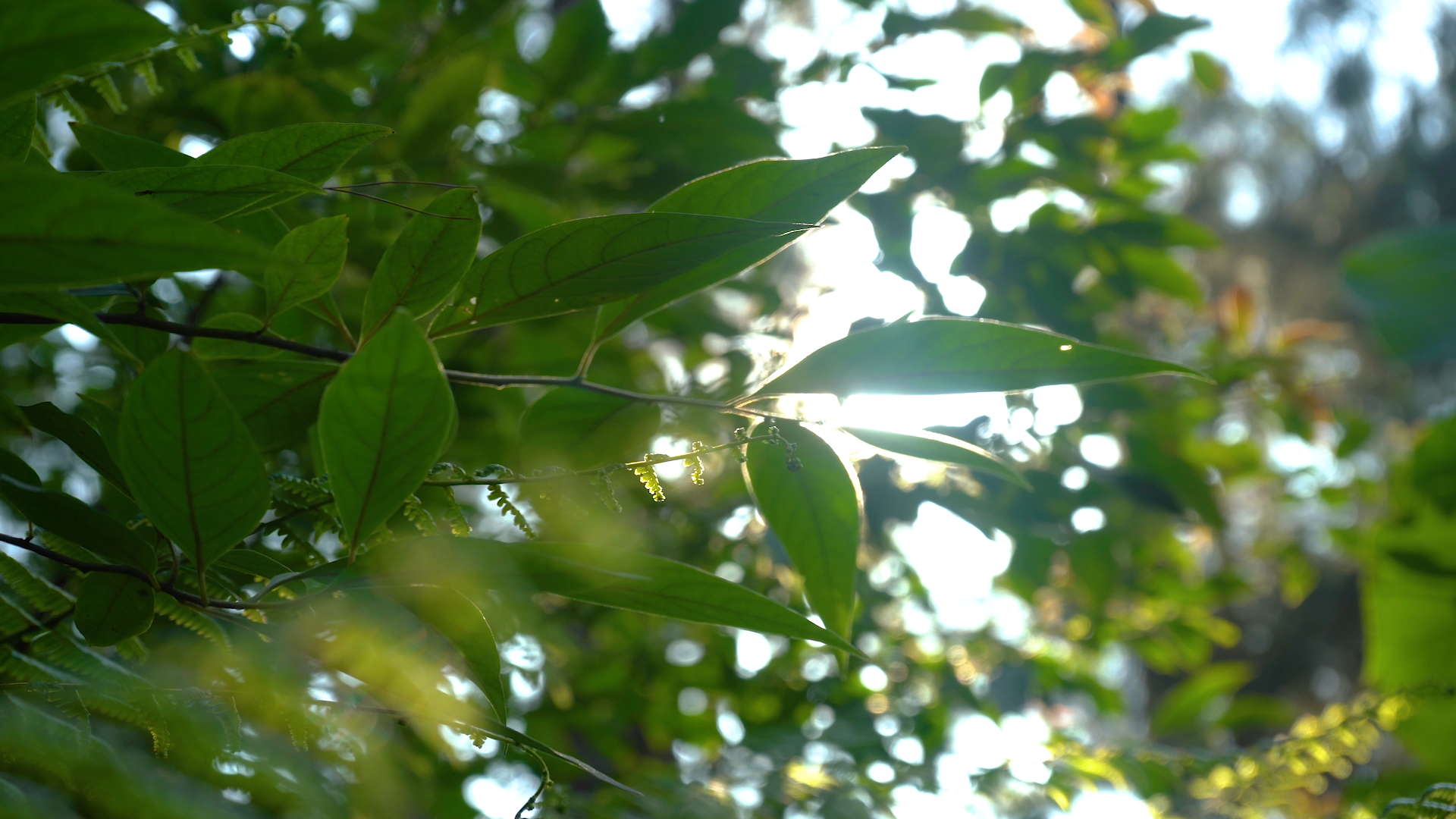4K实拍夏日阳光透过植物树叶自然风景空镜视频的预览图