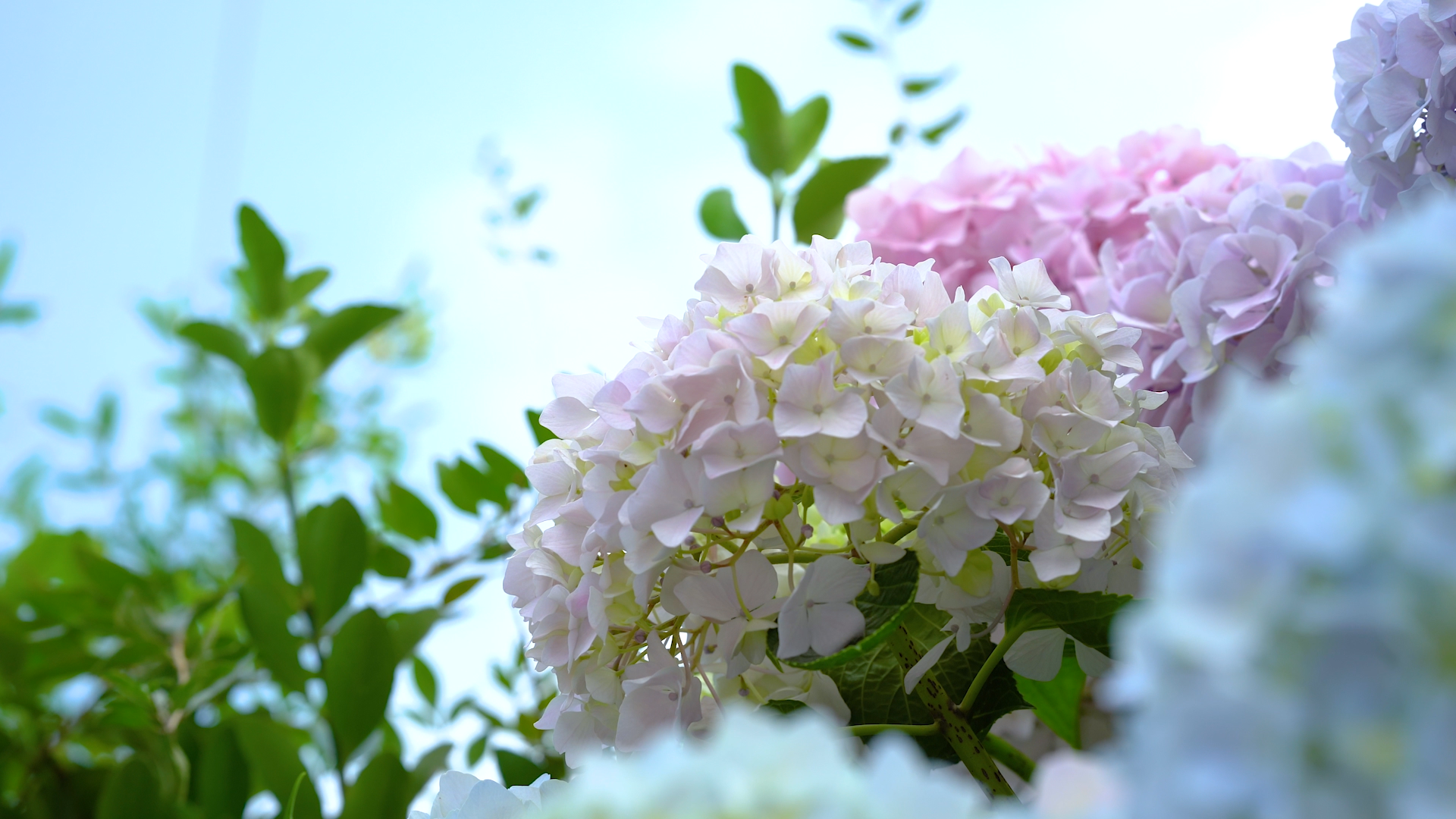 4K实拍唯美夏日绣球花鲜花植物空镜头视频的预览图