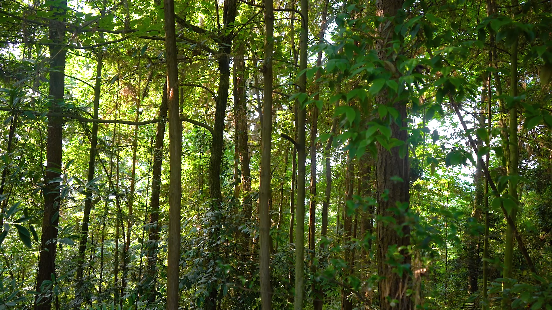 4K实拍夏日阳光透过树林森林自然风景视频的预览图