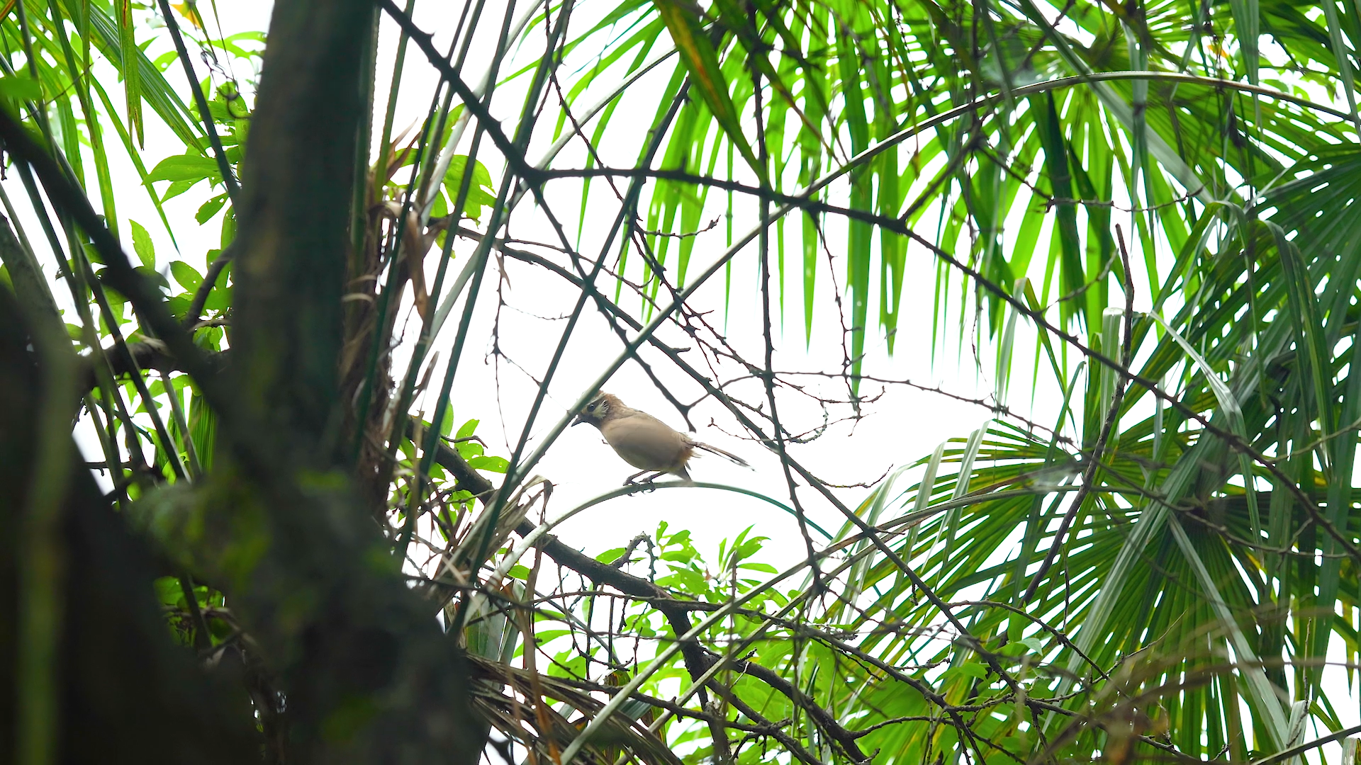 4K实拍夏天树上的小鸟自然风景视频的预览图