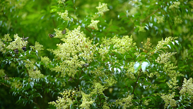 4K实拍夏日花丛中成群飞舞的蝴蝶自然风景视频的预览图