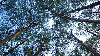 4K仰拍森林树林风光自然风景空镜视频的预览图