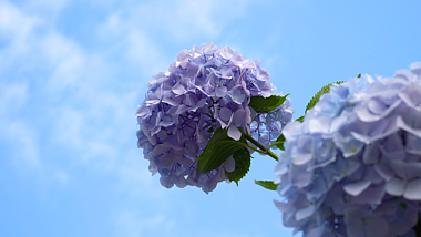 4K实拍夏日唯美紫色绣球花自然风景空镜视频的预览图