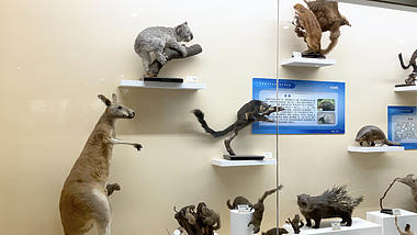 4k实拍博物馆内动物标本视频的预览图