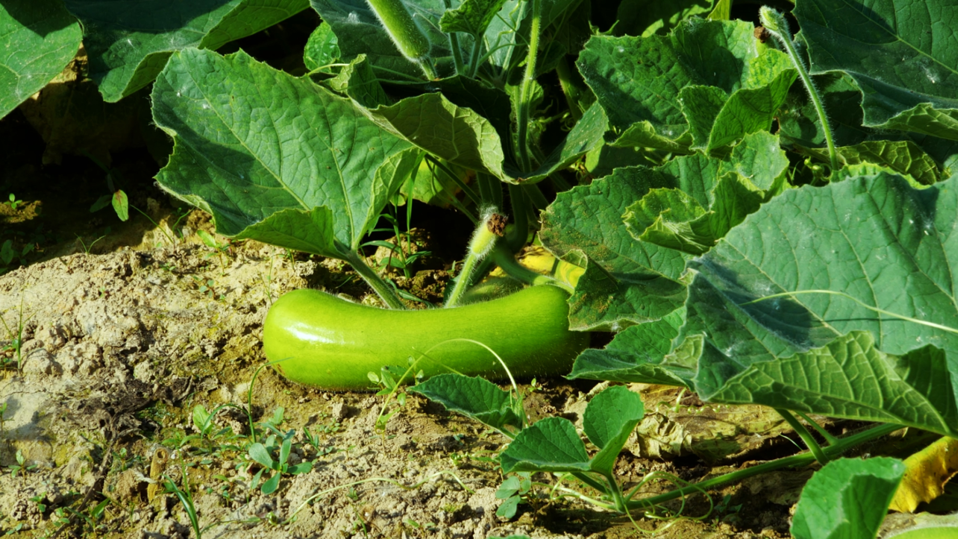 4K瓠子甘瓠甜瓠瓠瓜瓜果种植蔬菜蔬菜地视频的预览图