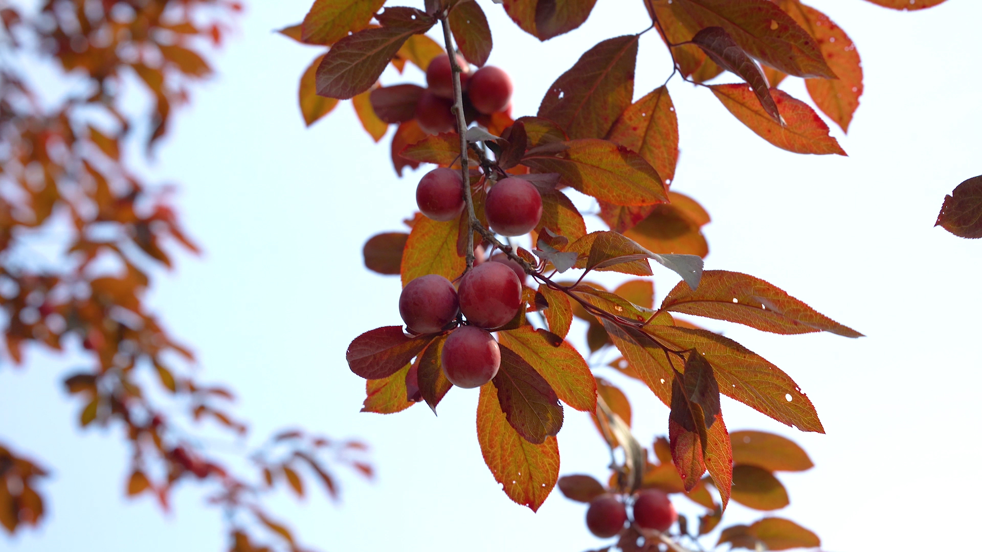 4K实拍夏日果树上成熟的果实风光视频的预览图