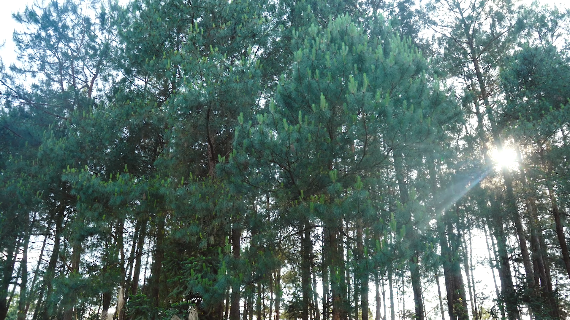 4K实拍阳光透过树林森林风光视频的预览图