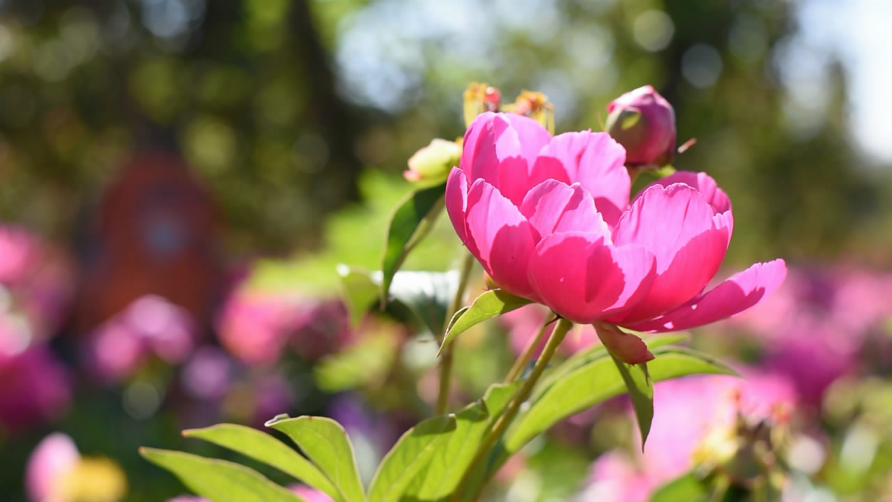 1080P阳光下盛开的粉色芍药花自然风景视频的预览图