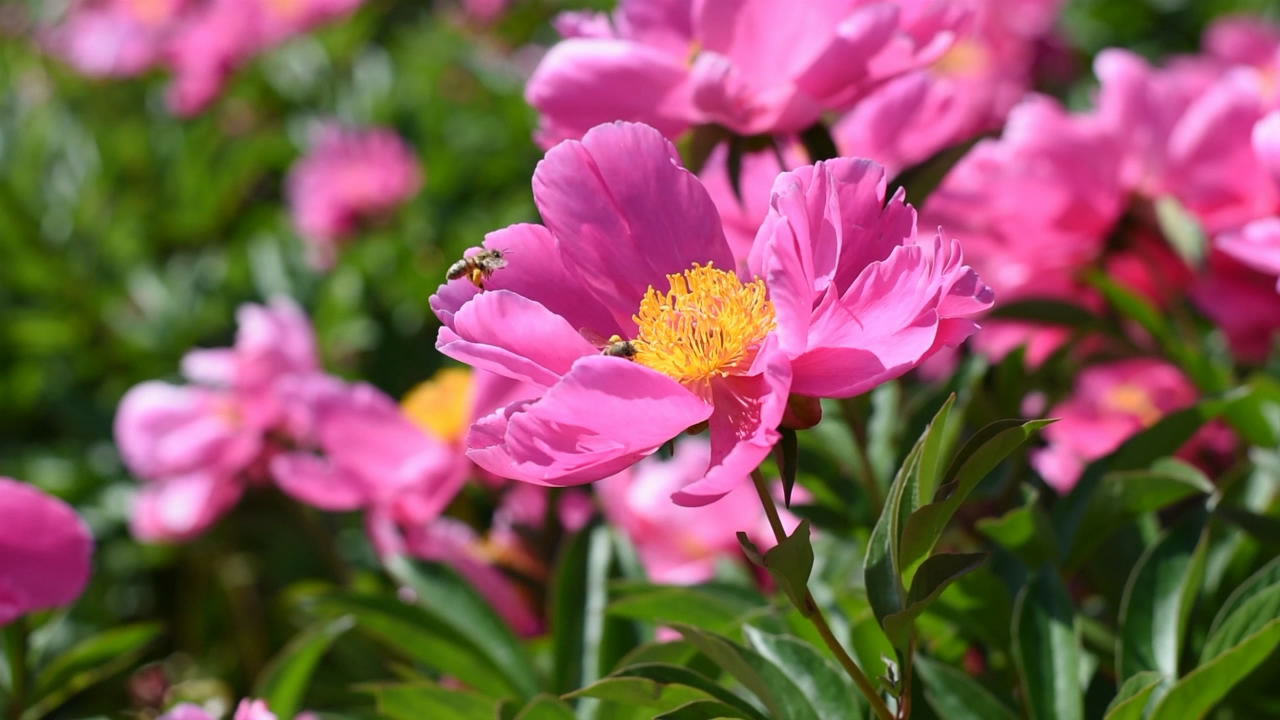 1080P蜜蜂采蜜芍药花盛开自然风景视频的预览图