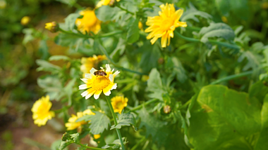 4K实拍夏天夏季夏日阳光花朵上停留的蜜蜂视频的预览图